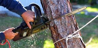 Best Tree and Shrub Care  in West, TX