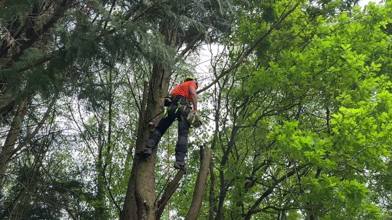 Best Tree Maintenance Programs  in West, TX