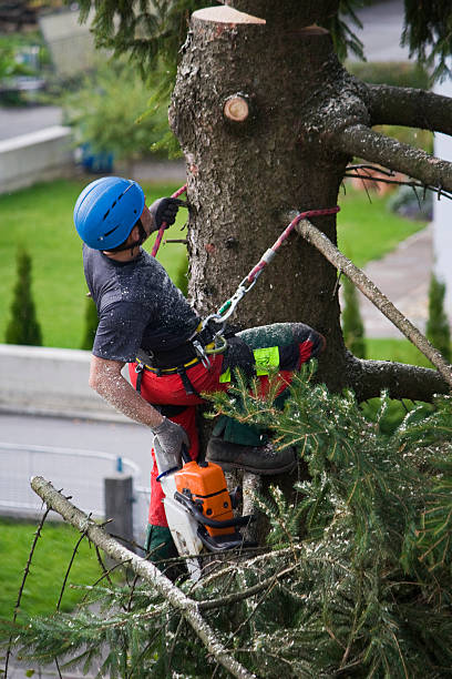 Why Choose Our Tree Removal Services in West, TX?