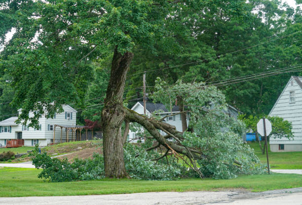 Best Tree Removal Service  in West, TX