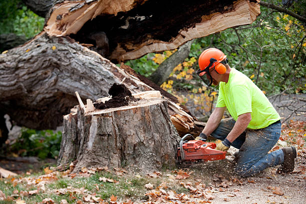 Best Storm Damage Tree Cleanup  in West, TX