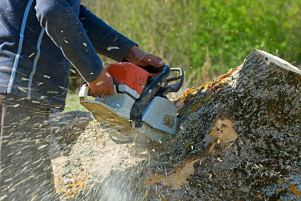 Seasonal Cleanup in West, TX